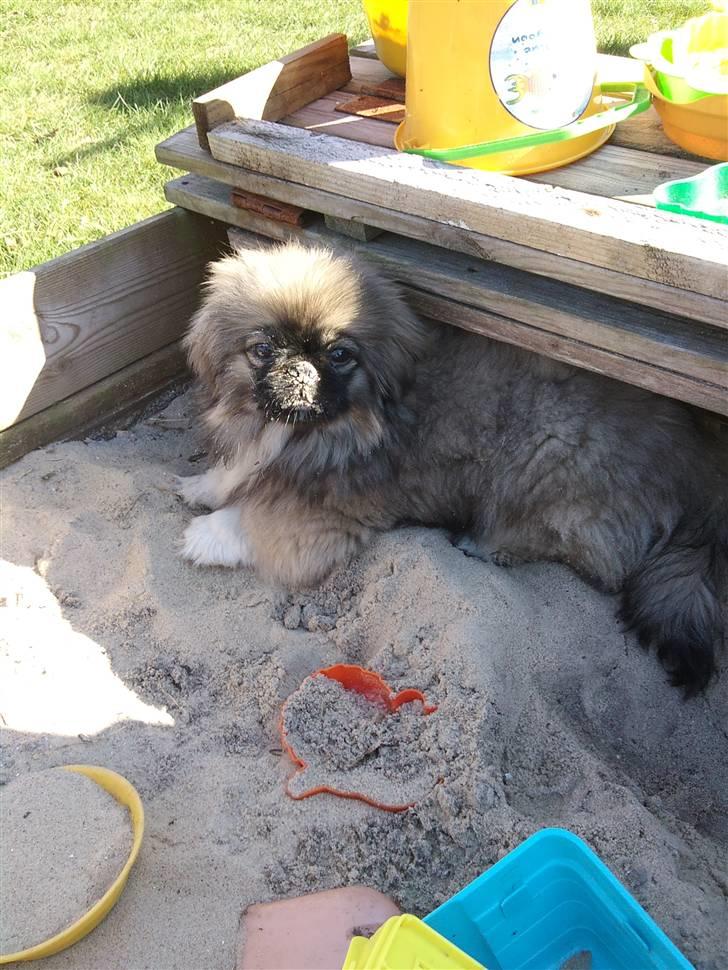 Pekingeser Luna billede 9