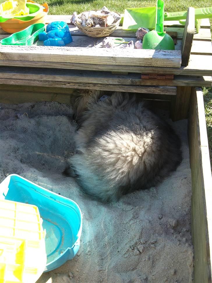 Pekingeser Luna billede 10