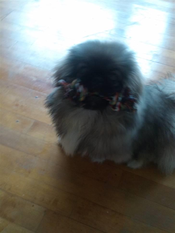 Pekingeser Luna billede 11