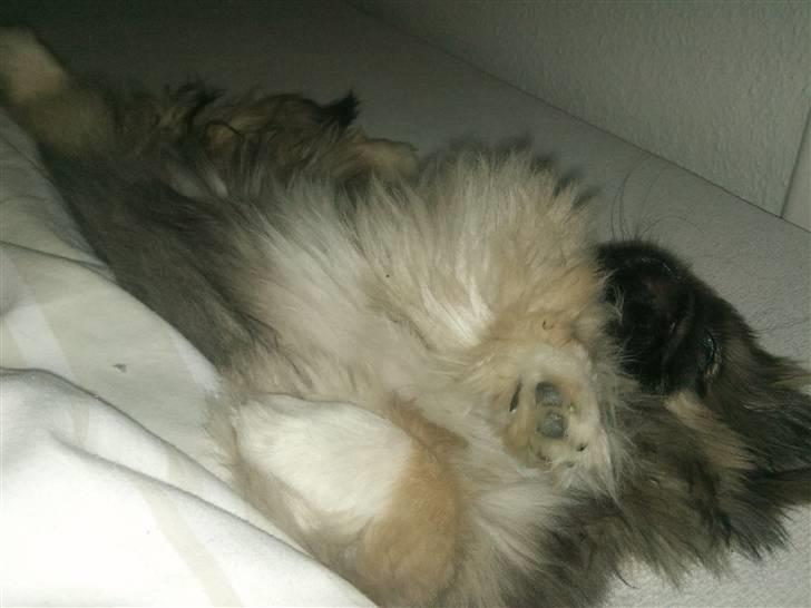 Pekingeser Luna billede 12