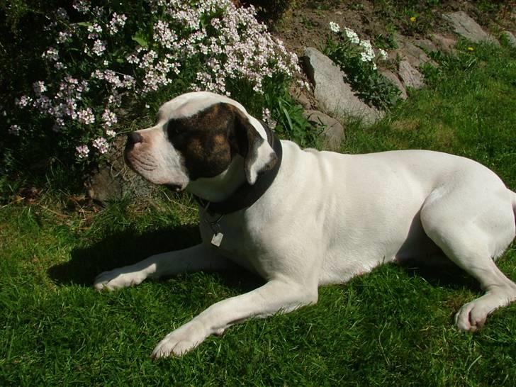 Amerikansk bulldog caisa billede 11