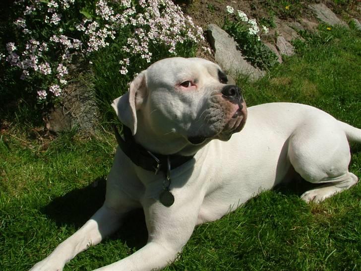 Amerikansk bulldog caisa billede 12