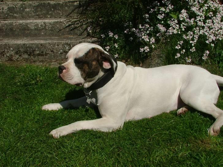 Amerikansk bulldog caisa billede 14