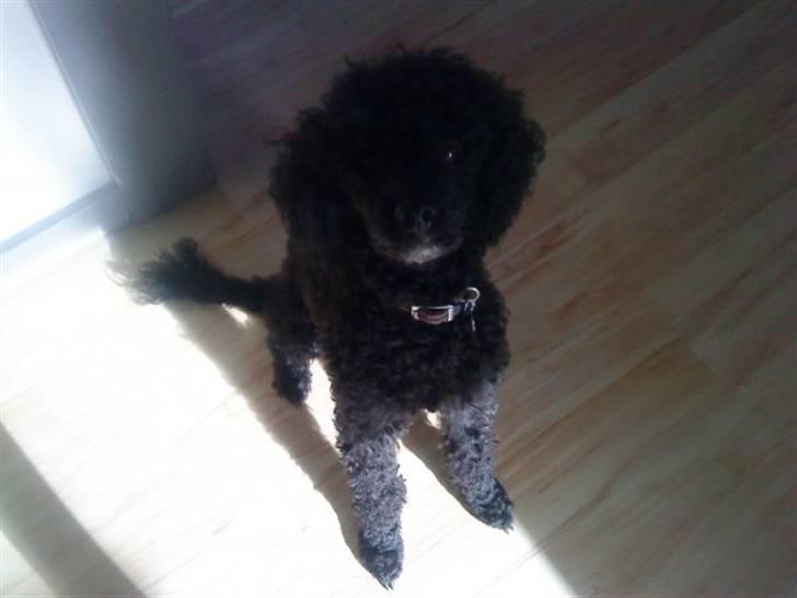 Dværgpuddel Pjuske Æ. *Krølle* - Hva venter du på! Skal vi snart ud og gå eller hvad? billede 1