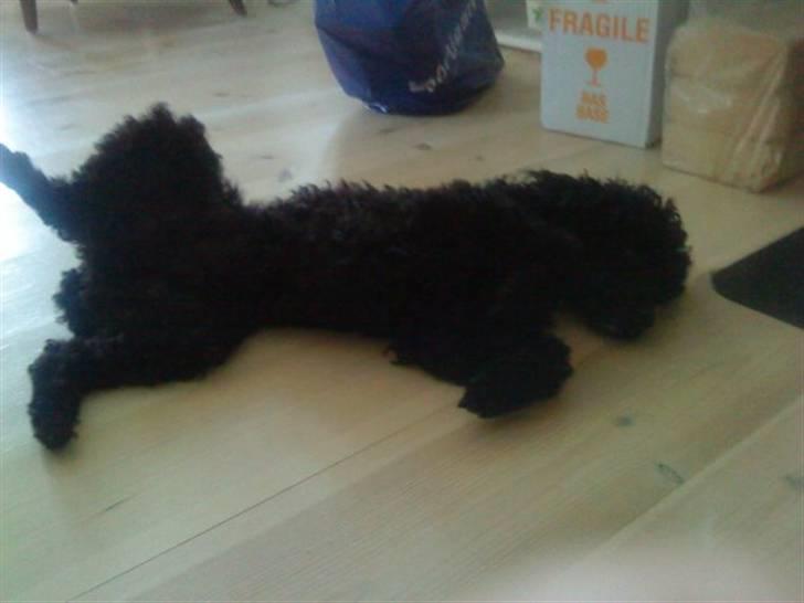 Dværgpuddel Pjuske Æ. *Krølle* - Kan du ikke nusse mig liiiiiiiiiiiiiiige dér..? billede 2