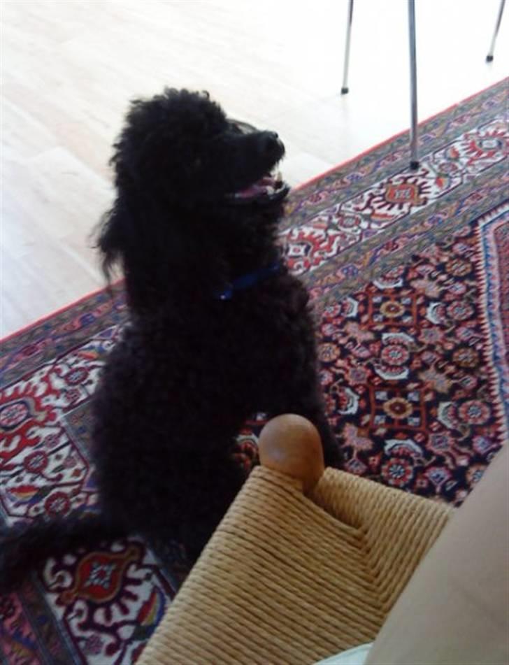 Dværgpuddel Pjuske Æ. *Krølle* - Er min bold deroppe?? billede 3