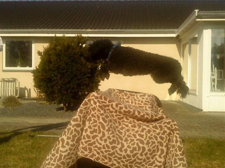 Dværgpuddel Pjuske Æ. *Krølle* - Springer ca. 60-70 cm. Han er selv 36 cm. høj. WIIIHIIII!!!!! billede 4