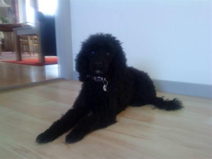 Dværgpuddel Pjuske Æ. *Krølle* - Kom nu... Kan vi ikke nok snart gå en tur..? billede 5