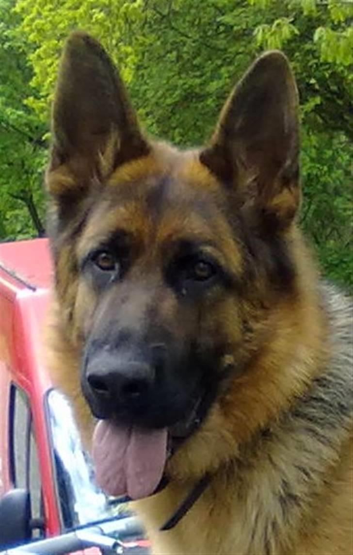 Schæferhund Ashja billede 1