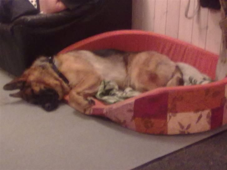 Schæferhund Ashja - ZZzzzZzz... billede 3