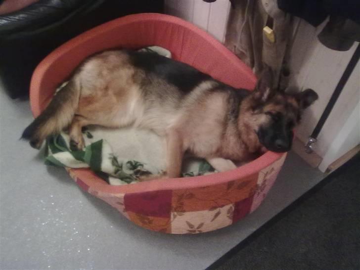 Schæferhund Ashja - Afslapning efter en dejlig og aktiv dag :-). billede 5