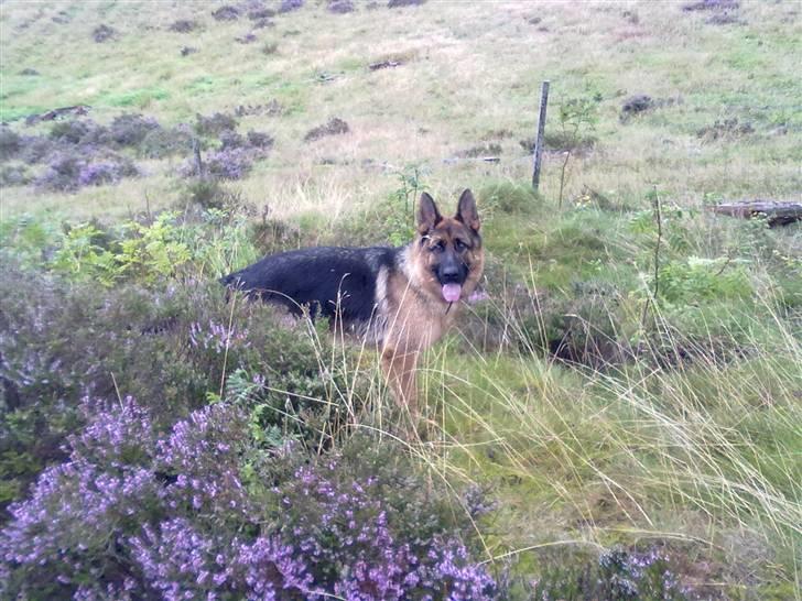 Schæferhund Ashja - :-). billede 6