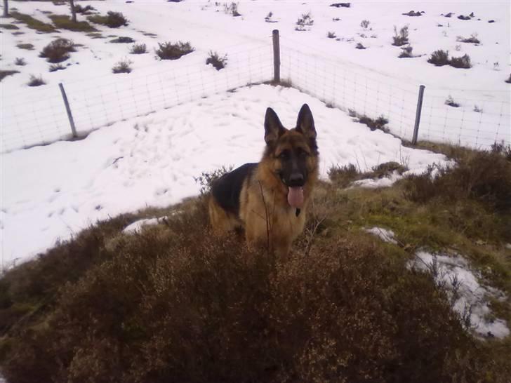 Schæferhund Ashja - Vinteren 2010 ude på engen :-). billede 7