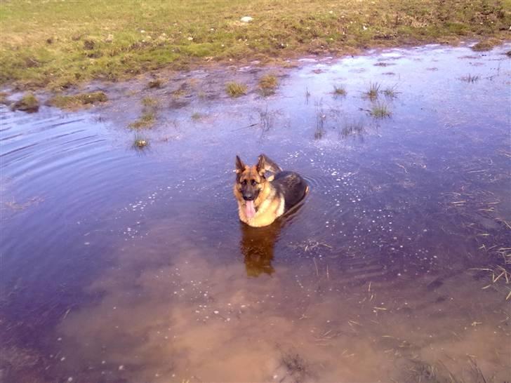 Schæferhund Ashja - Afkøling på en varm sommerdag ;-). billede 8
