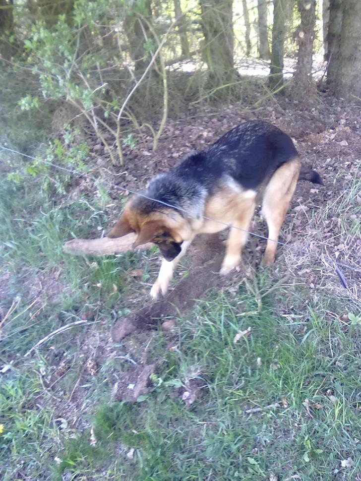 Schæferhund Ashja - Ashja i skoven - i fuld gang med at grave, gad vide hvad hun graver efter? :-). billede 9