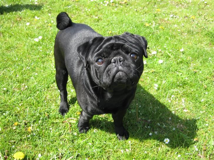 Mops Kenzo - Kenzo nyder at være i haven billede 1