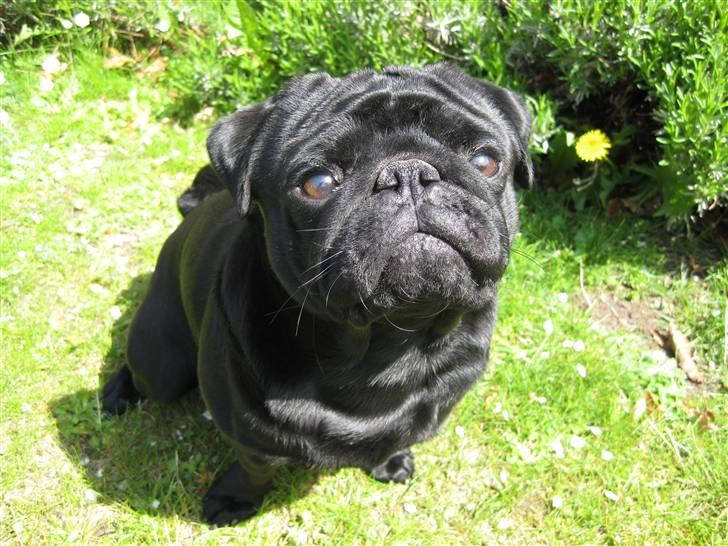 Mops Kenzo - Charmør  billede 2