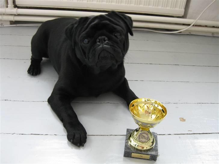 Mops Kenzo - En stolt Kenzo med den fine præmie billede 3