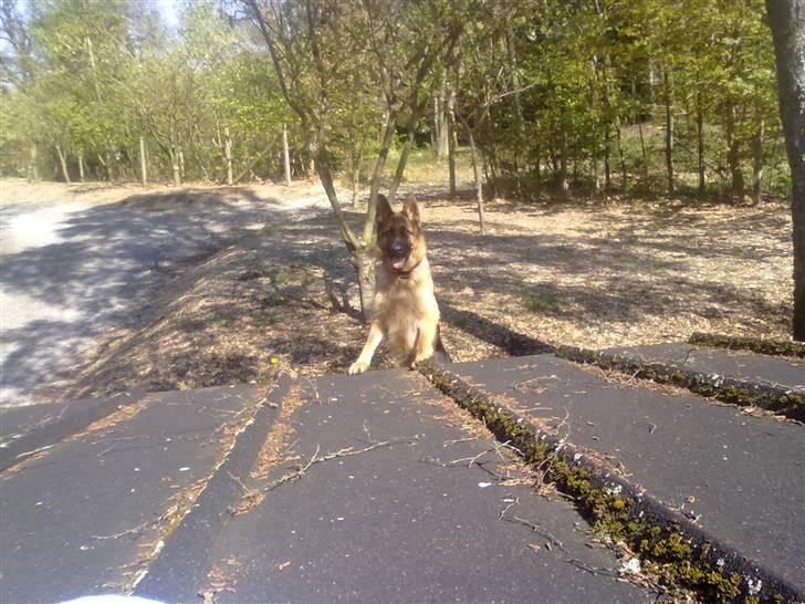 Schæferhund Ashja - Ashja tog sig lige et smugkig for at se hvad der foregik oppe på taget :-). billede 10