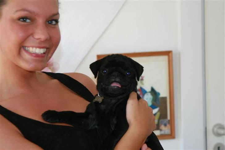 Mops Kenzo - Kenzo 10 uger og klar til sin nye familie. Det var en stor dag for både ham og jeg billede 4