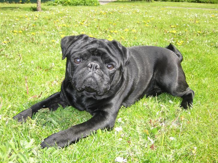 Mops Kenzo - Ingen stress - Dejlig solskin billede 5