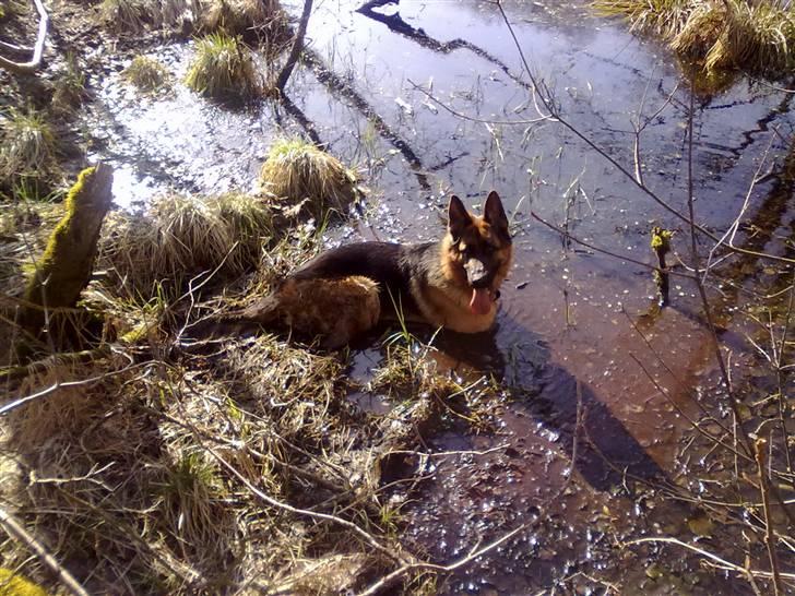 Schæferhund Ashja - Der er bare ikke noget bedre end at svine sig selv til ved at ligge sig oven i en STOR mudderpøl, ifølge Ashja ;-) billede 11