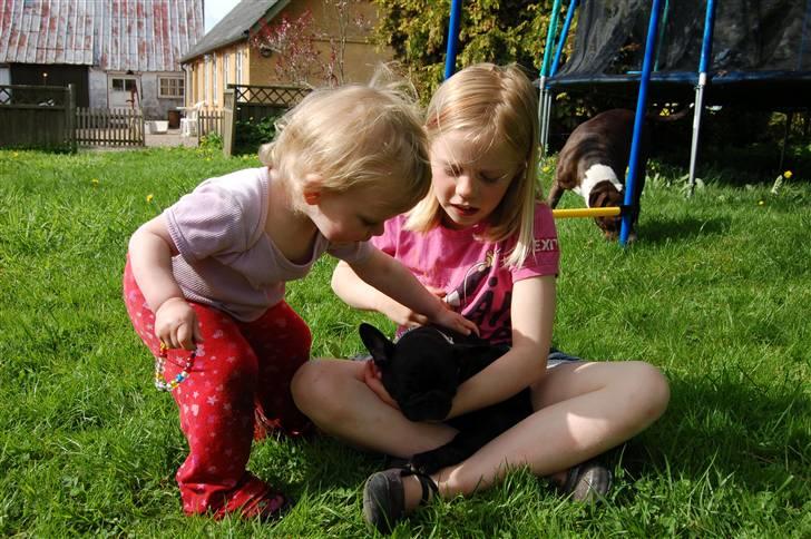 Fransk bulldog Rehab's Gyrinthe - Pigerne ser grynte for første gang. billede 2