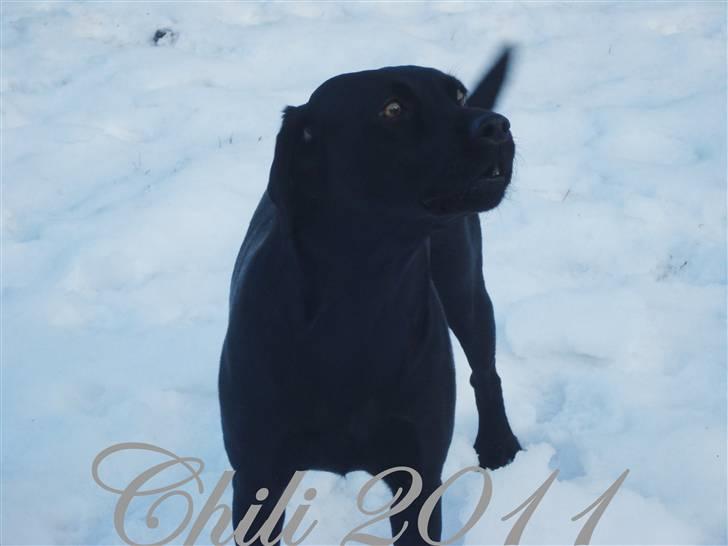 Labrador retriever Alina Mark Bustrup (formel 1) - meeeeget farlig vovse ;) billede 8