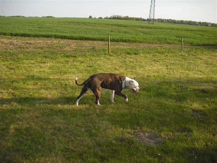 Amerikansk bulldog margrethelunds popsen billede 7