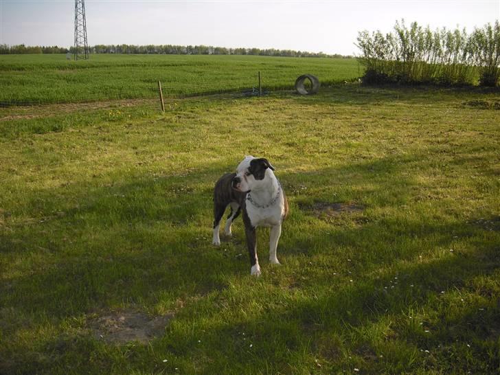 Amerikansk bulldog margrethelunds popsen billede 9