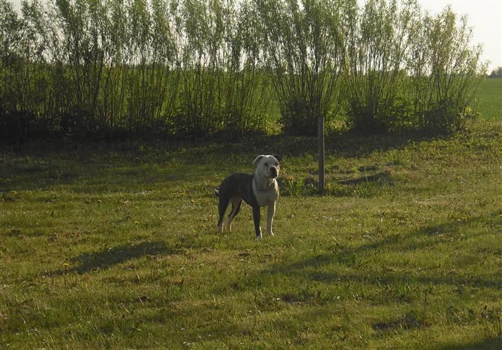 Amerikansk bulldog margrethelunds popsen billede 11