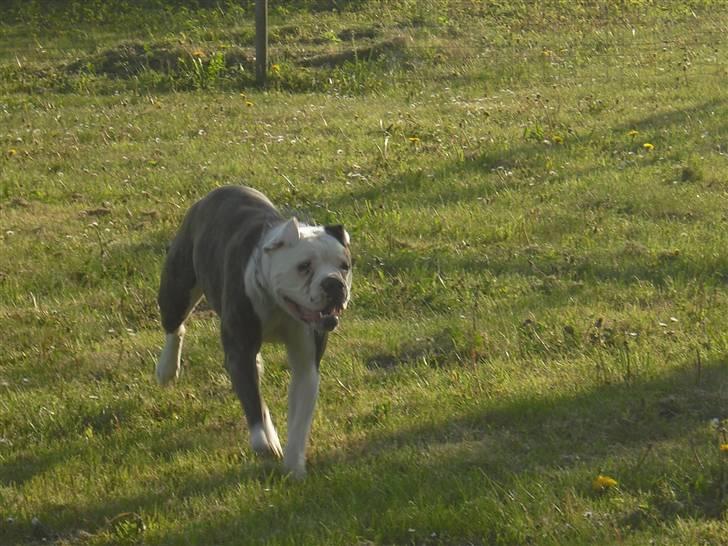 Amerikansk bulldog margrethelunds popsen billede 13