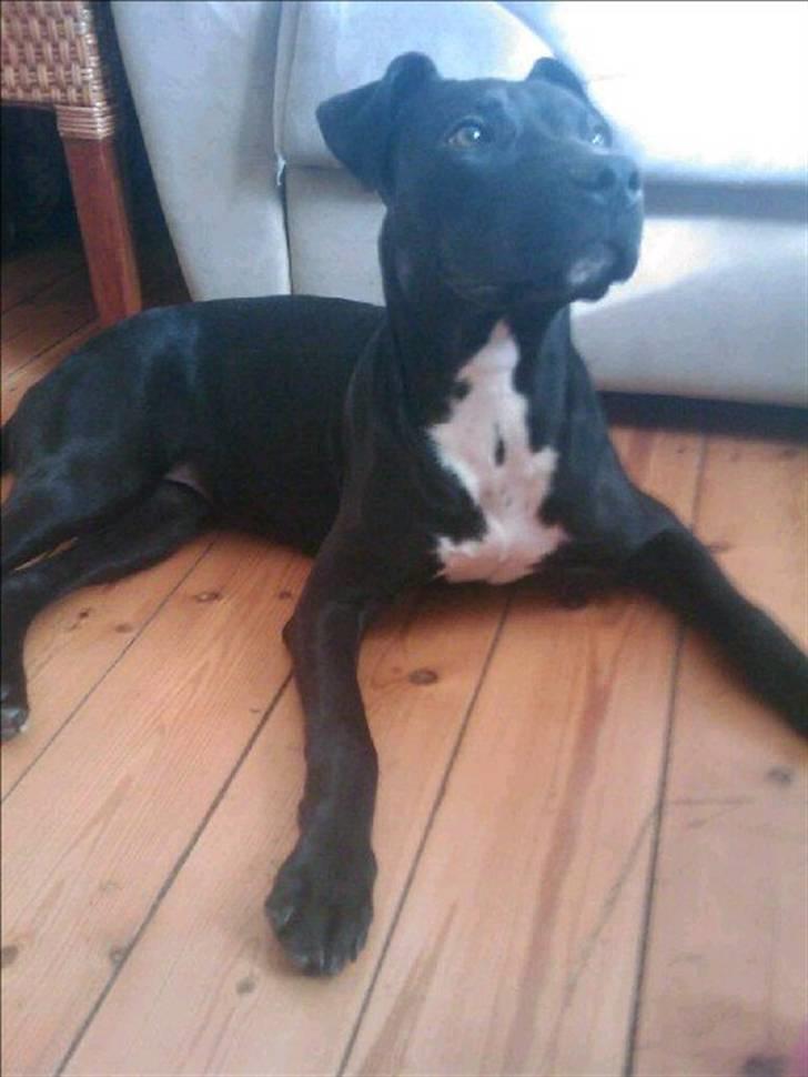 Amerikansk staffordshire terrier Ziva billede 1