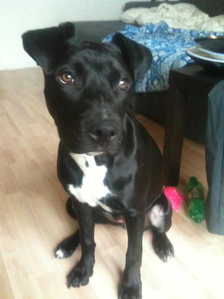 Amerikansk staffordshire terrier Ziva billede 2