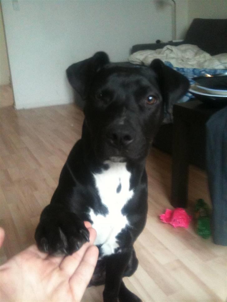 Amerikansk staffordshire terrier Ziva billede 3