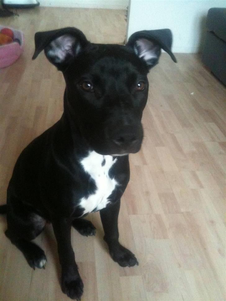 Amerikansk staffordshire terrier Ziva billede 4