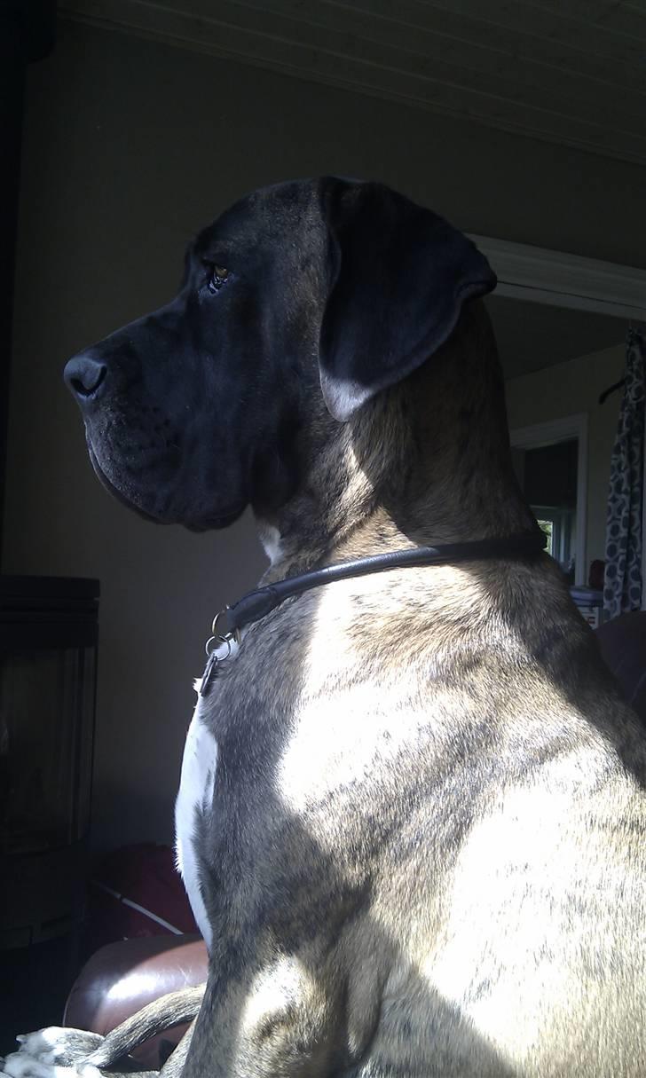 Blanding af racer Samson RIP 07.09.2010 - Jeg holder øje med alt hvad der sker udenfor fra min ynglings plads i lænestolen.... billede 1