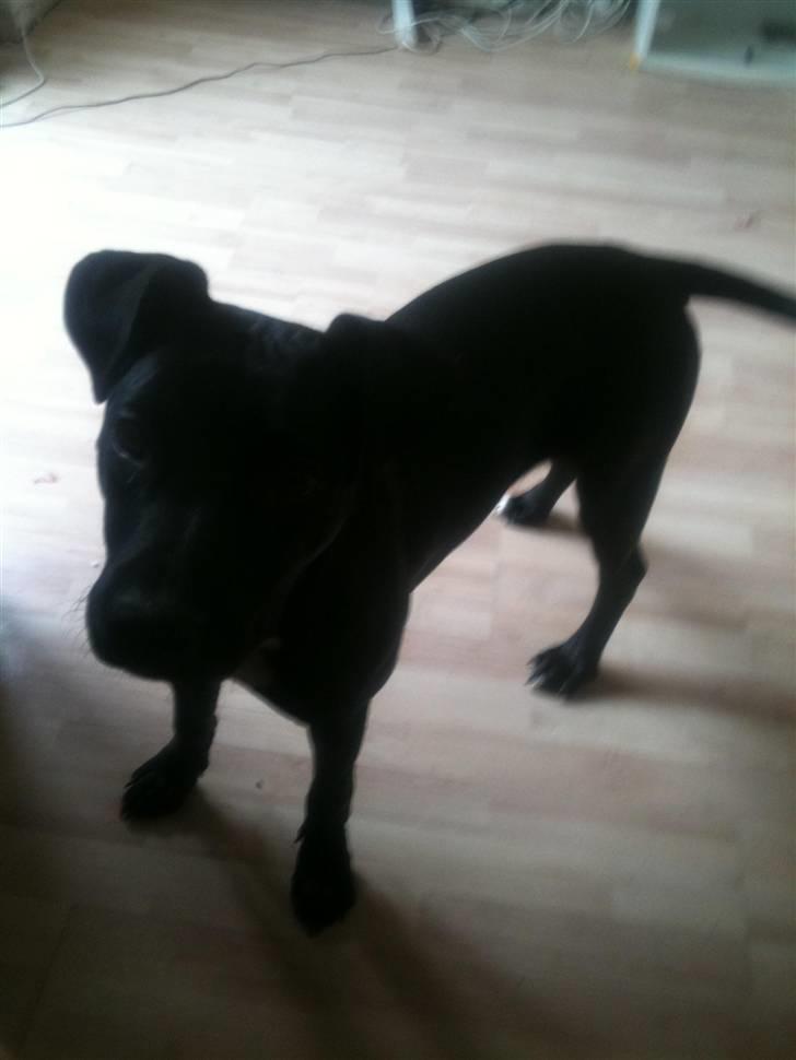 Amerikansk staffordshire terrier Ziva billede 5