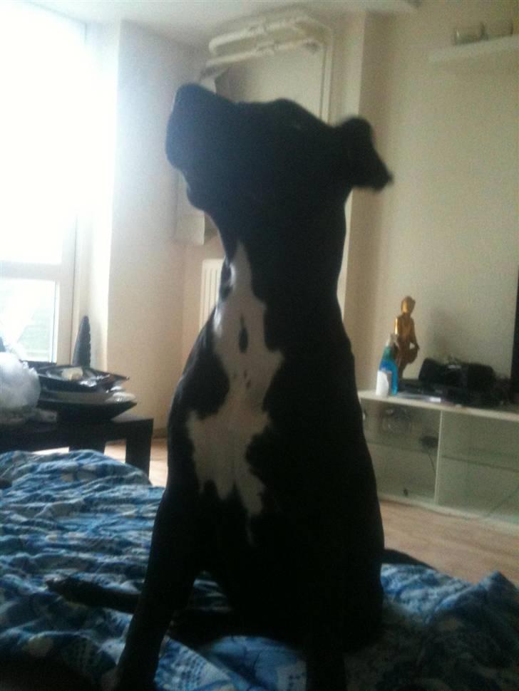 Amerikansk staffordshire terrier Ziva billede 6