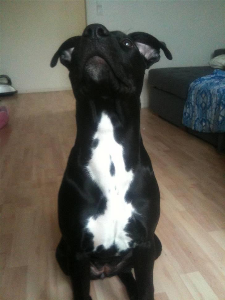 Amerikansk staffordshire terrier Ziva billede 7