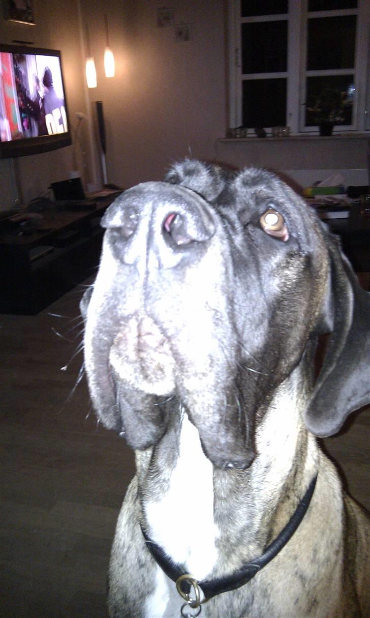 Blanding af racer Samson RIP 07.09.2010 - Har jeg noget i snuden..... billede 2