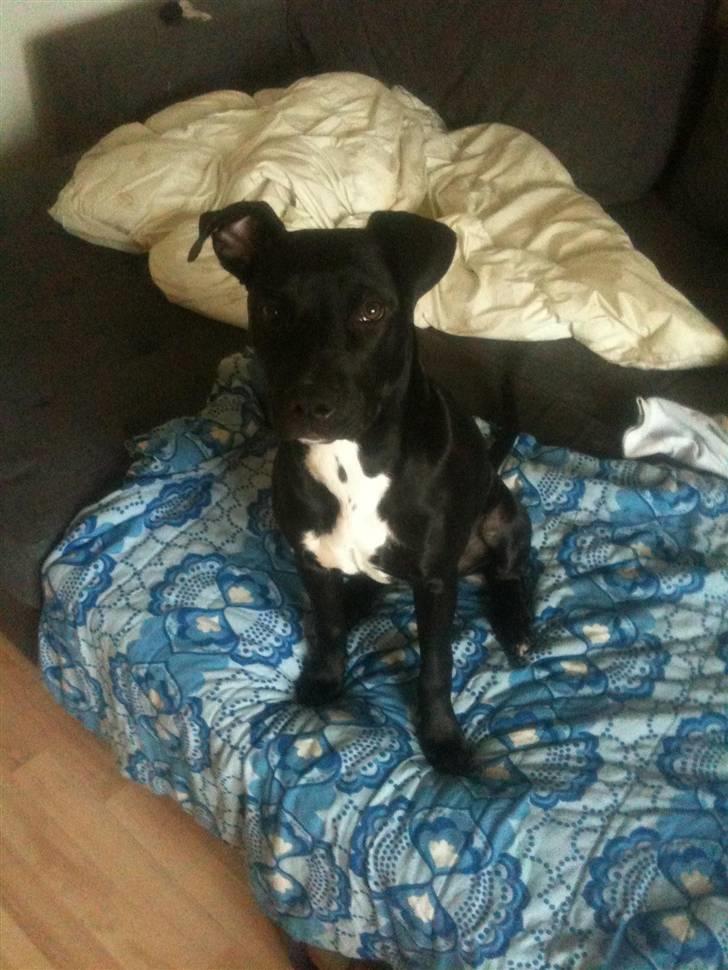 Amerikansk staffordshire terrier Ziva billede 8