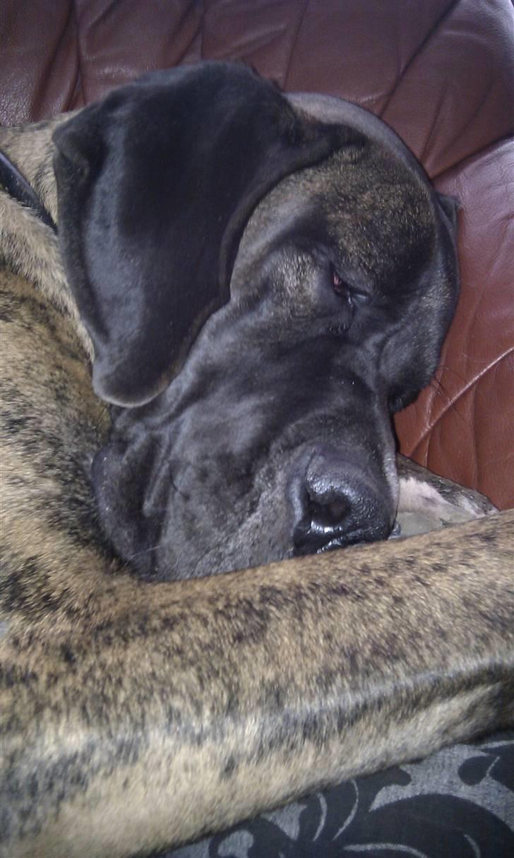 Blanding af racer Samson RIP 07.09.2010 - Det er dejligt at få i lur i mors sofa.... billede 3