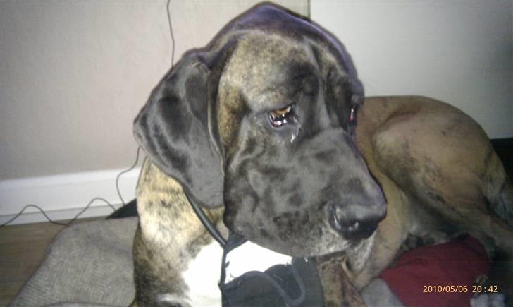 Blanding af racer Samson RIP 07.09.2010 - Jeg har IKKE taget mors sutsko..... billede 4