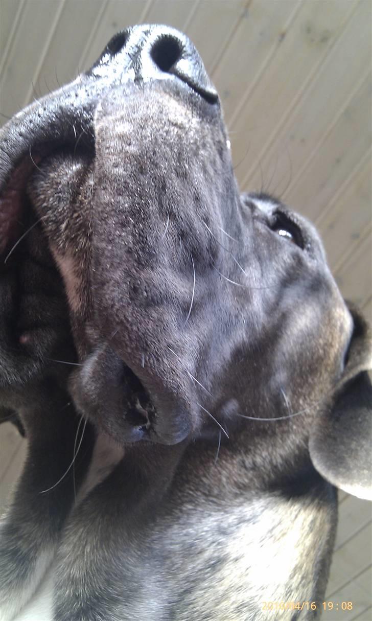 Blanding af racer Samson RIP 07.09.2010 - Var der nogen der sagde jeg havde store kinder... billede 5