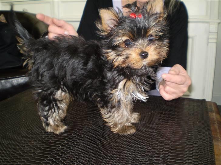 Yorkshire terrier Prs Medina Star Herstedsy billede 5