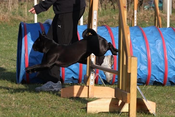 Griffon petit brabancon Molly - Træning Dronninglund forår 2010 billede 8