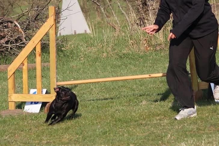 Griffon petit brabancon Molly - Træning dronninglund 2010 billede 9