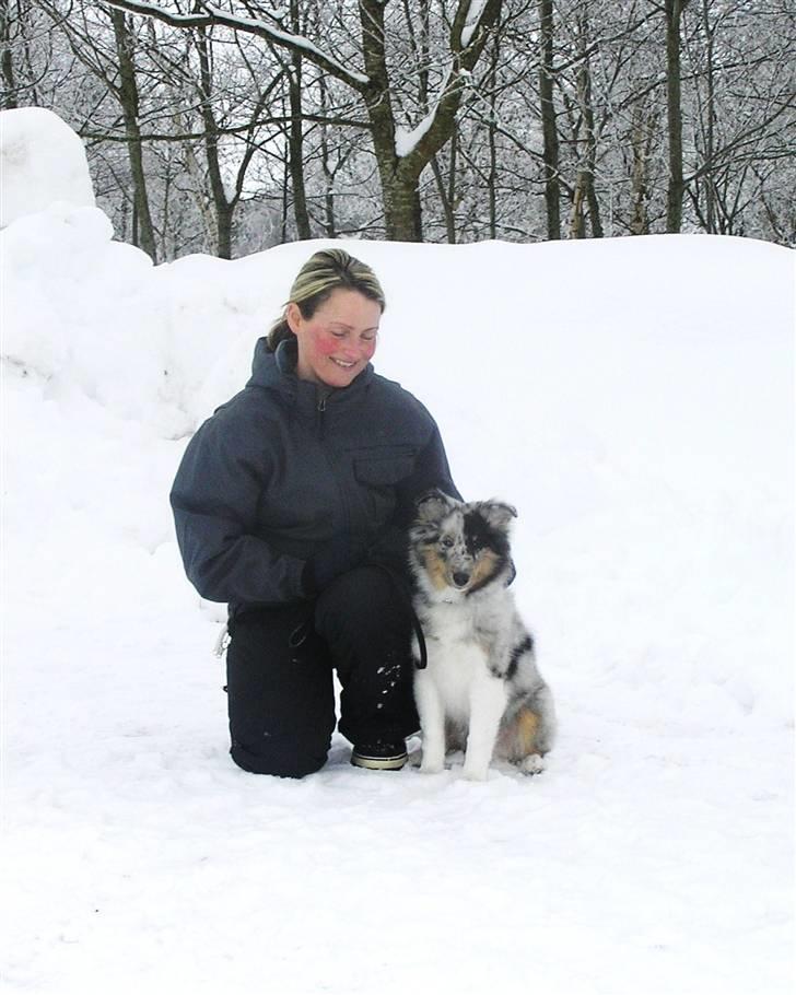 Shetland sheepdog Freddy - Hvalpetræning i Hjørring billede 8