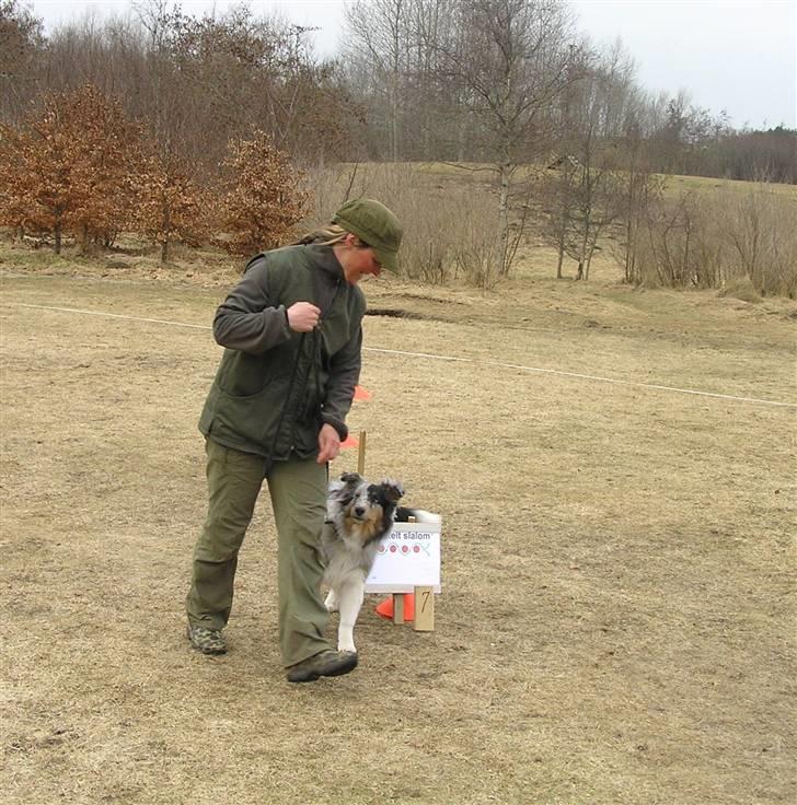 Shetland sheepdog Freddy - Rally billede 9